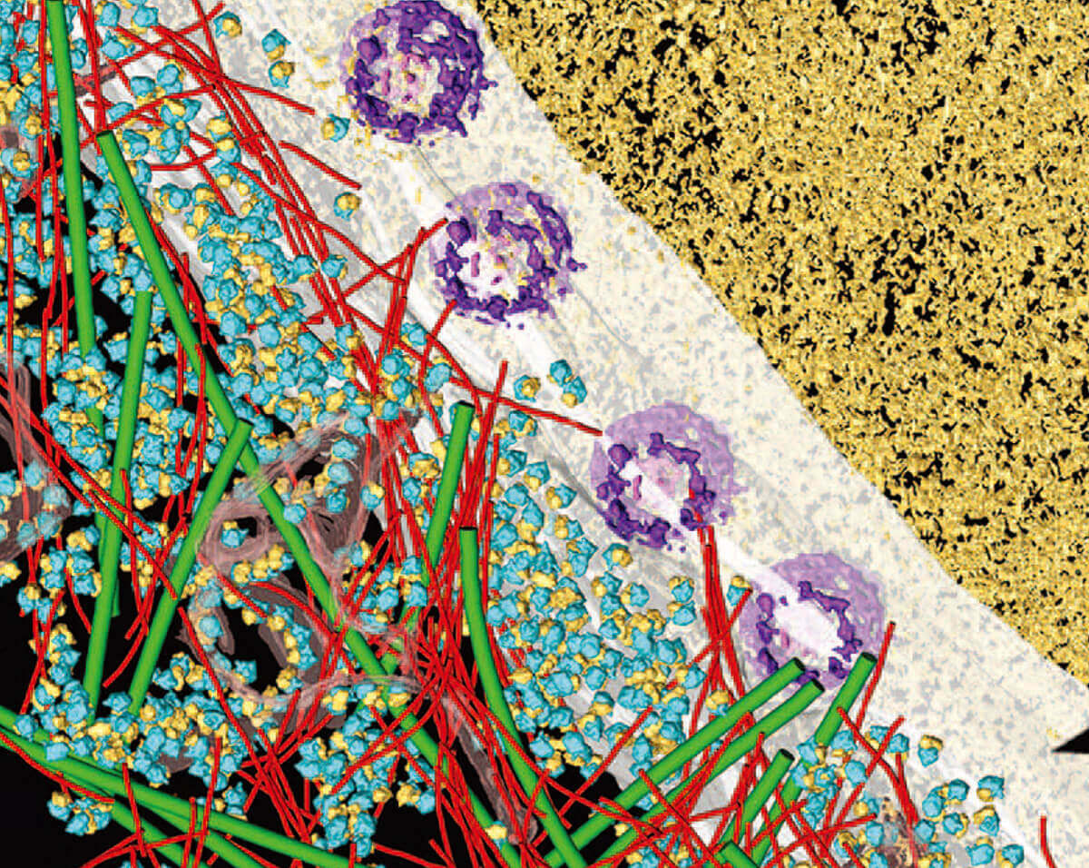 Cryo-electron tomography (Cryo-ET) service