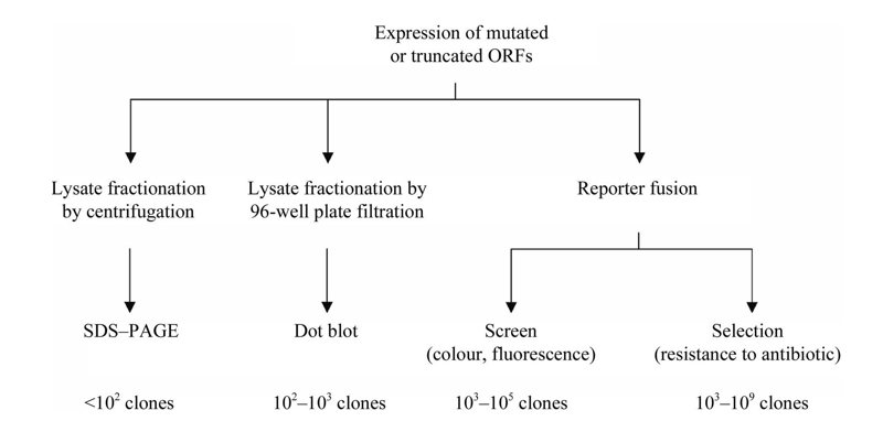 Overview of different methods of assaying for protein solubility.