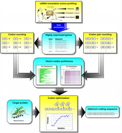 Figure 1. General codon optimization workflow.