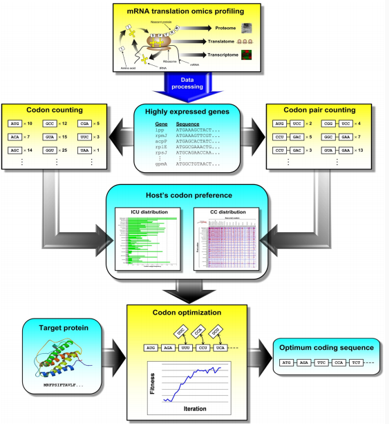Custom Codon Optimization Services Creative Biostructure
