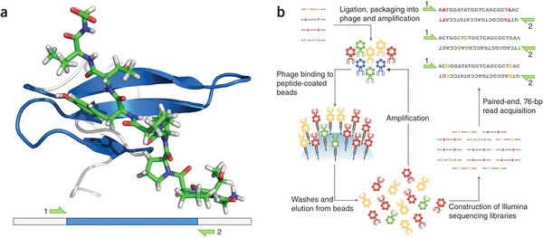 Figure 2. A highly parallel assay for exploring protein sequence-function relationships.