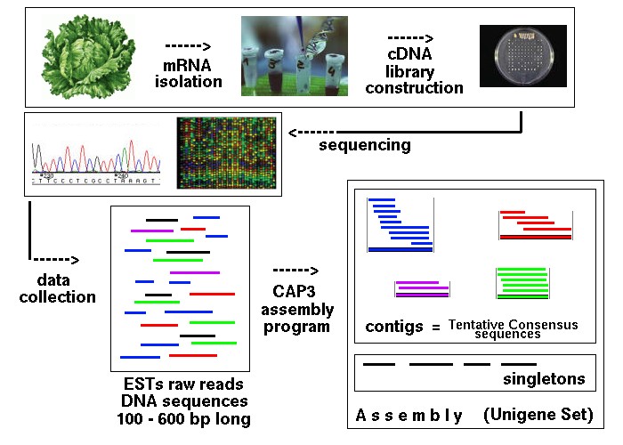 Figure 1. Formation of a cDNA library