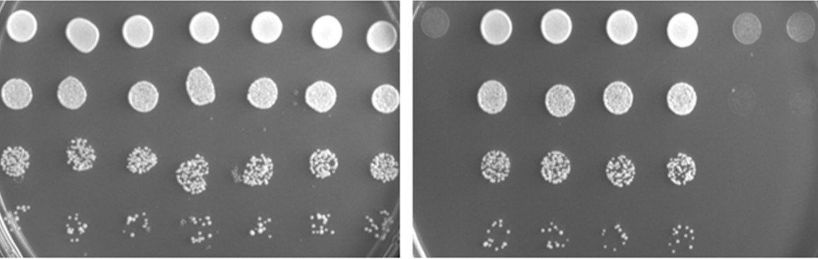 Custom Organismal Fitness and Auxotroph Complementation Selection Service