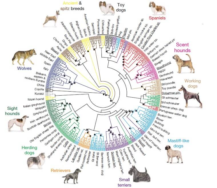 Custom Phylogenetic Tree Construction Service