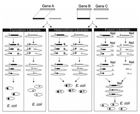 Figure 1. Combining incremental truncation libraries.