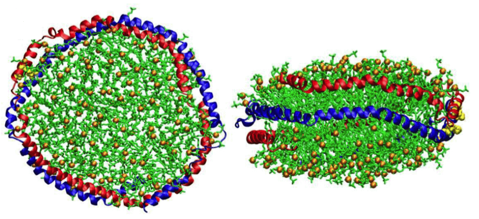 Figure 1. Schematic diagram of the nanodisc in all-atom simulation (left, top view and right, side view). Red and blue represent the two monomers 1 and 2 of aMSP1Δ, respectively. DMPC and phosphate headgroups are colored in green and orange, and lysine residues 