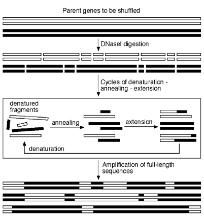 Figure 1. Schematic of DNA shuffling process.