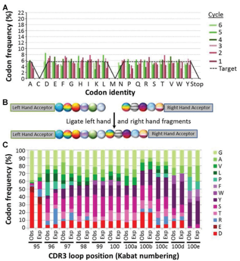 Figure 1. Library construction with controlled codon ratios.