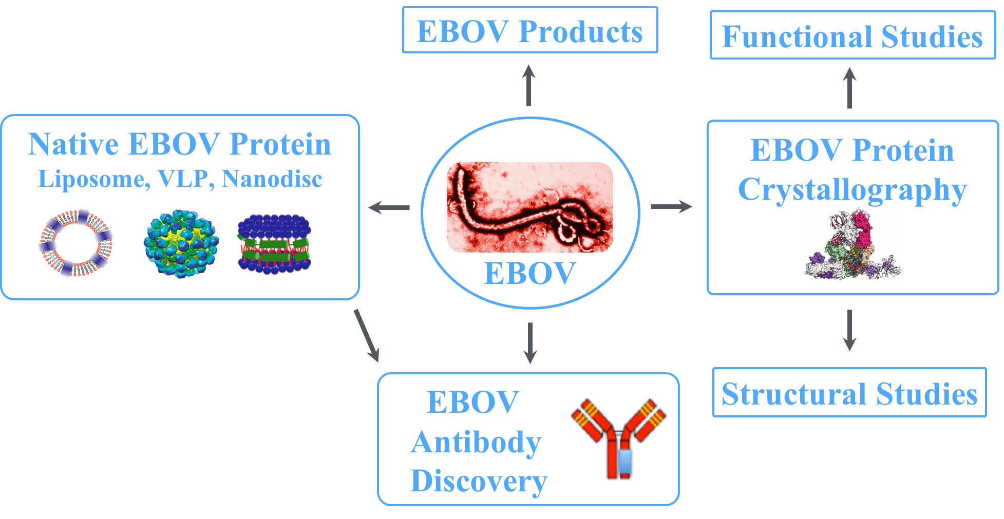 Discovery Program for Ebola Virus Targets