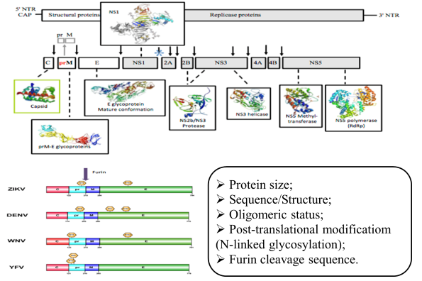 Understanding Zika Virus Structure and Replication