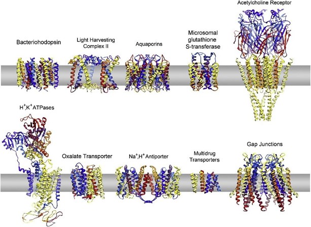 Electron Crystallography Services