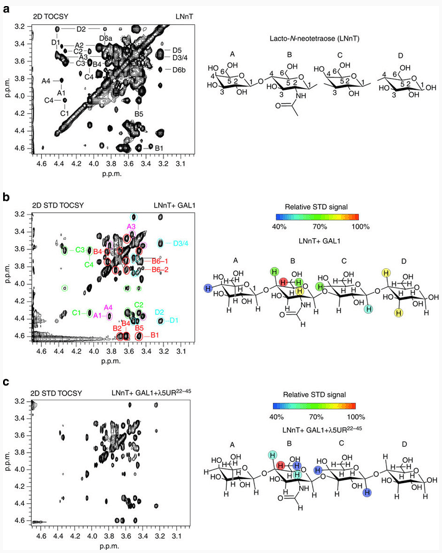 Figure 1. Mapping the LNnT-binding epitope using 2D STD-NMR spectroscopy.