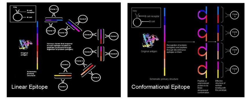 Epitope Mapping Services for Linear and Conformational Epitopes ...