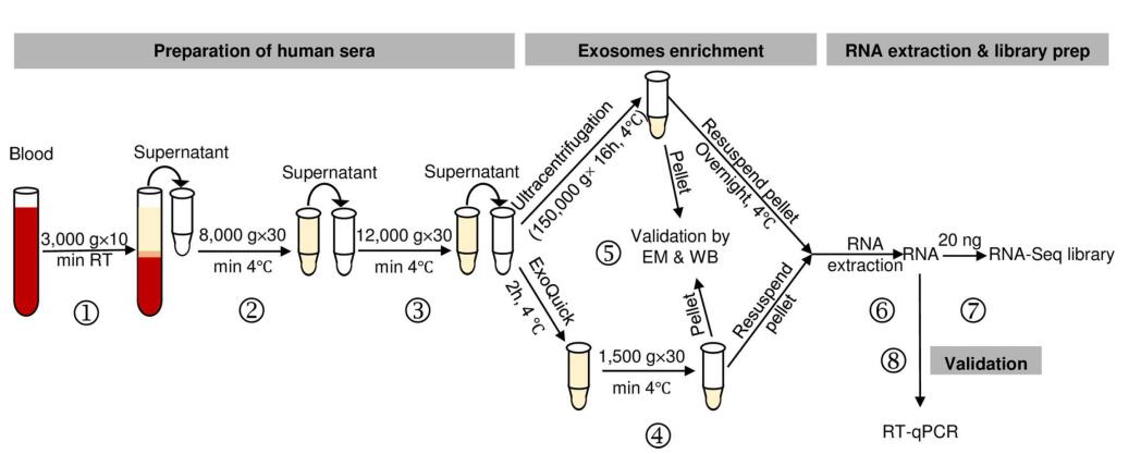 Exosomal RNA Sequencing Service