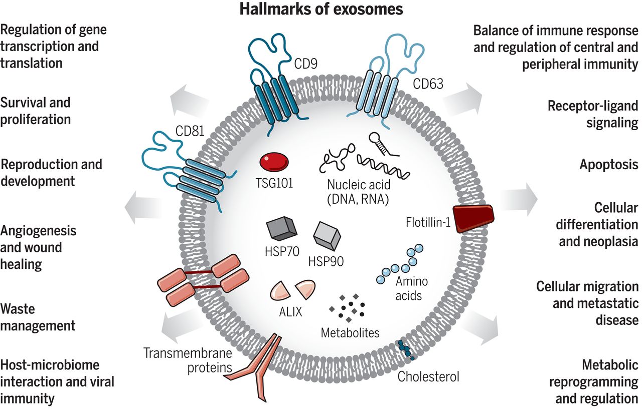 Hallmarks of exosomes