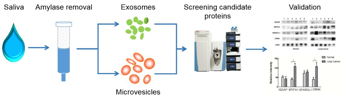 Exosome Proteomics Services
