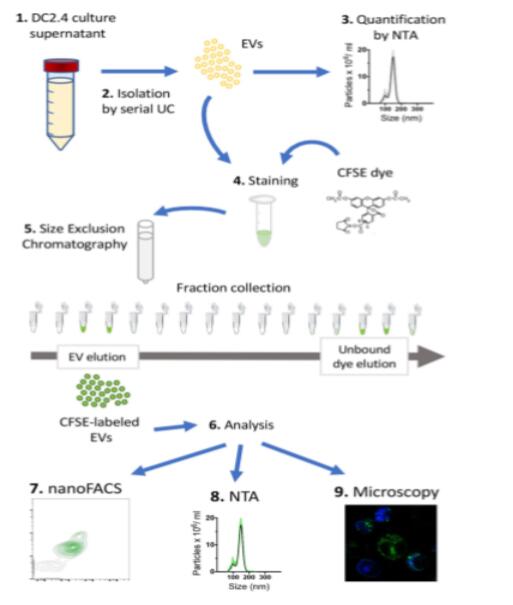 Exosome Visualization Services