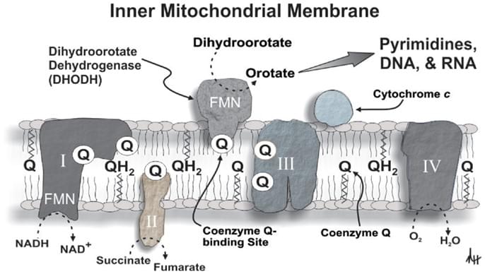 the location and function of DHODH in inner mitochondrial membrane