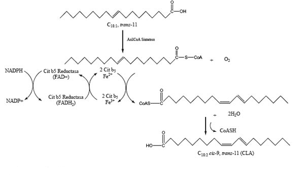 Custom MemPro™ Fatty Acid Desaturases/Hydroxylases Services