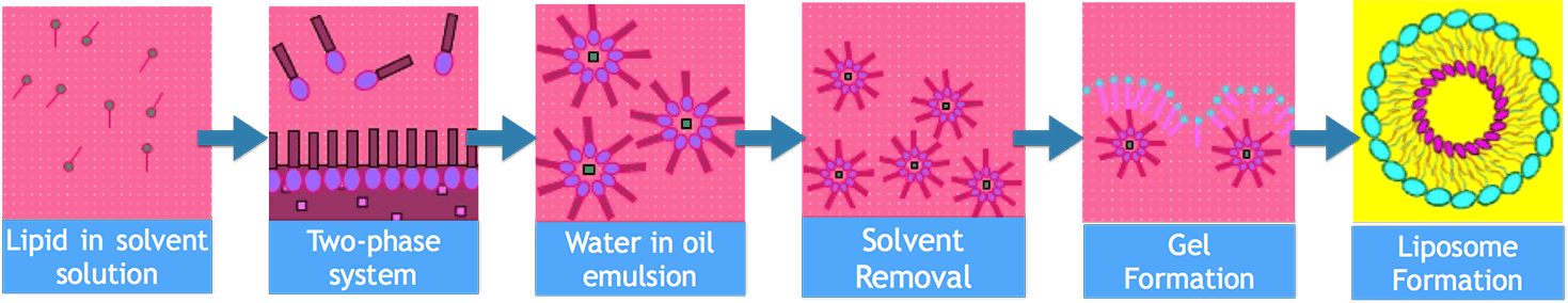 Figure 1. Flow Chart of Reverse Phase Evaporation