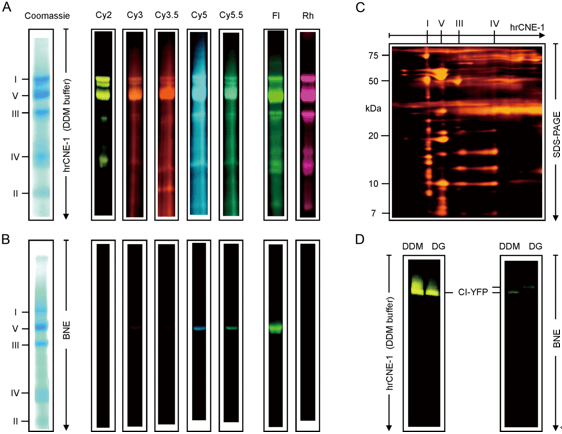 Figure 1. Fluorescent signal intensities in hrCNE and BNE gels. (Wittig, I. 2007)