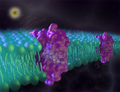 Custom MemPro? GPCR Structure-Function Services