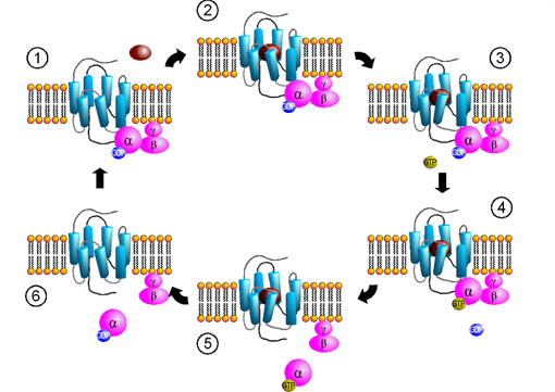 Custom MemPro? GPCR Structure-Function Services