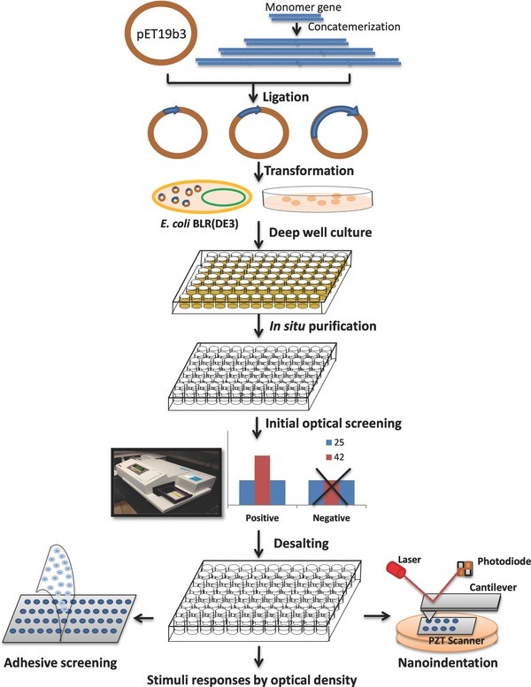 High-throughput Protein Variants Production