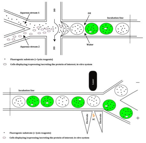 High-throughput Screening Service Using Flow Cytometry