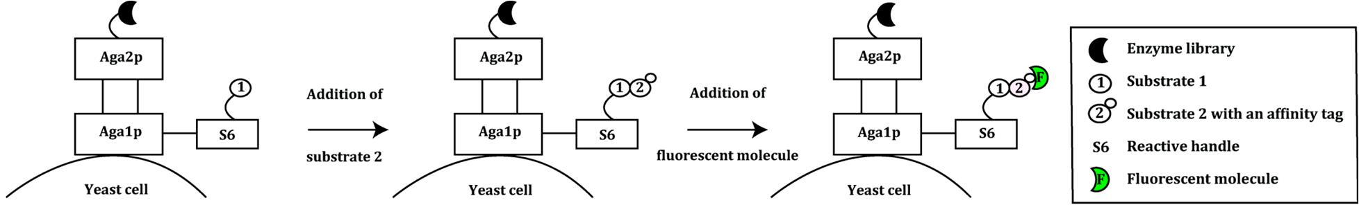 High-throughput Screening Service Using Flow Cytometry