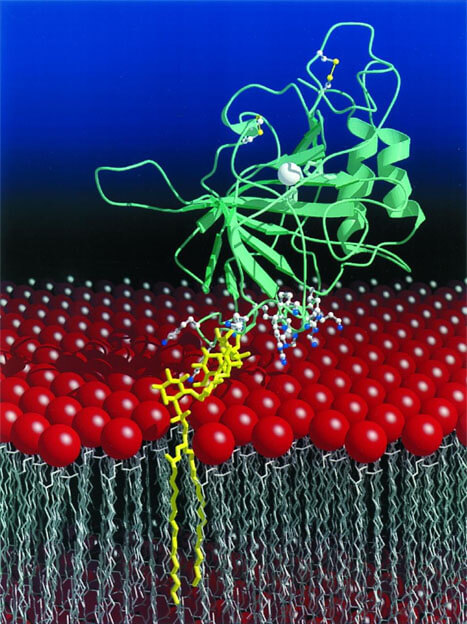 Custom MemPro™ Hypoxia-induced Proteins Services