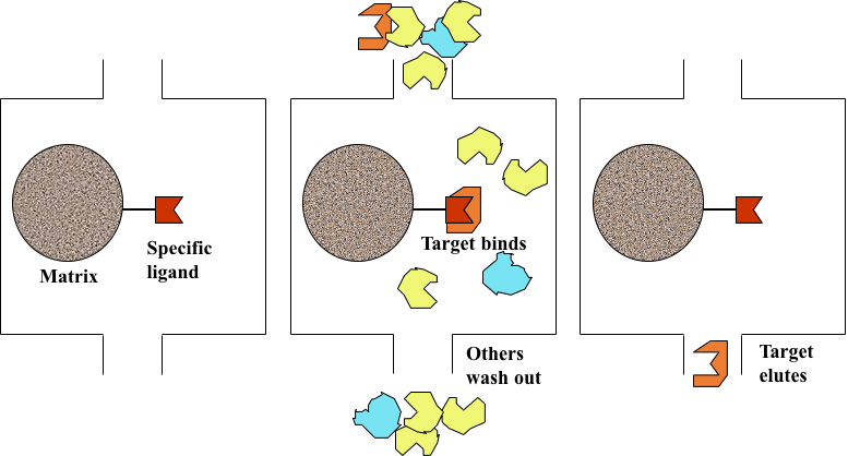 Figure 1. Illustration of three main steps in affinity chromatography