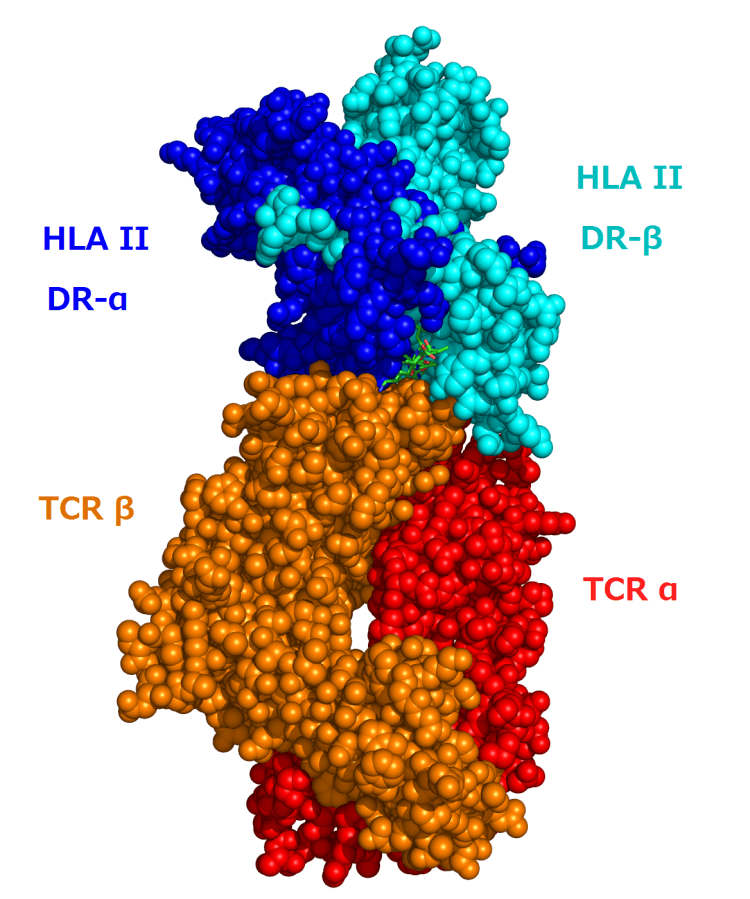 Custom MemPro™ Immunoglobulin Superfamily Services