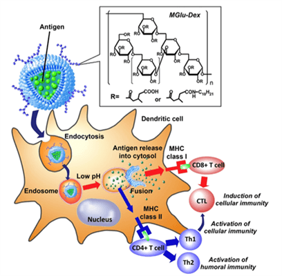 Figure 1. Induction of antigen-specific immunity by MGlu-Dex-modified liposomes. MGlu-Dex-modified liposome is trapped in endosome and taken up by dendritic cell via endocytosis. The surrounding environment is weakly acidic which triggers destabilization of the liposome, inducing release of antigen molecules in endosome. (E. Yuba, et al., 2016)