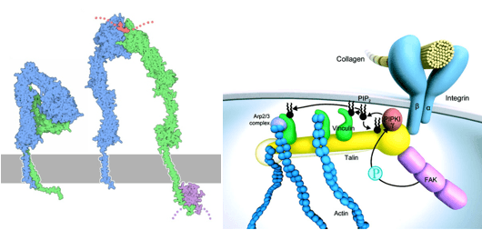 Custom MemPro? Integrins Services