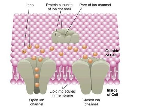 Custom MemPro? Ion Channels Services