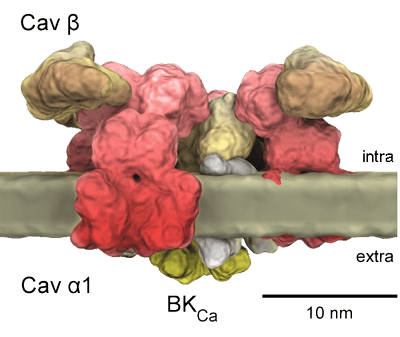 Custom MemPro? Ion Channels Services