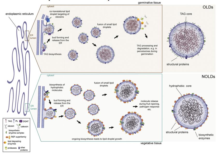 Two types of lipid droplet in plants, oleosin-based lipid droplets (OLDs) & nonoleosin-based lipid droplets