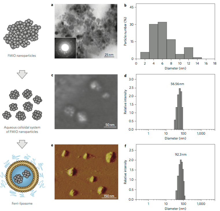 Liposome Analysis and Characterization