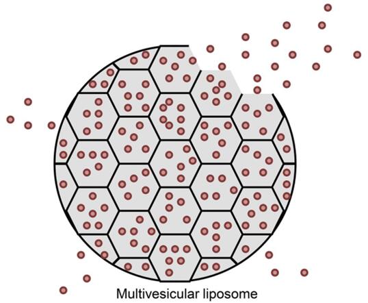 Morphology of multivesicular liposomes. (Pharmacological Reviews, 2016)</p><p>Our multivesicular liposome technology platform provides quality and customizable services for your analgesics development.