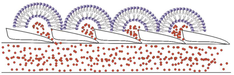 Dye release to the wool fiber by liposome through intercellular diffusion.