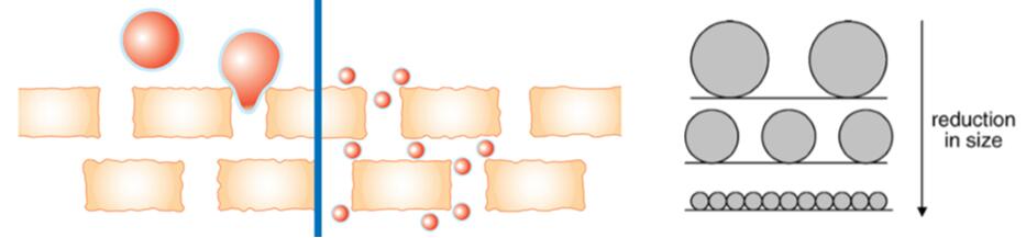 Smaller liposomes have been more effective in delivery of active cosmetic ingredients. (Advanced Drug Delivery Reviews, 2008)