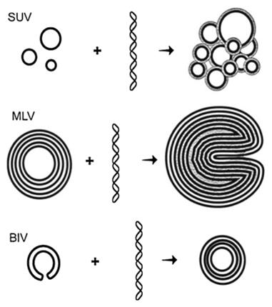 Liposome formulations used as DNA delivery systems, and the position of DNA in each DNA-liposome complex