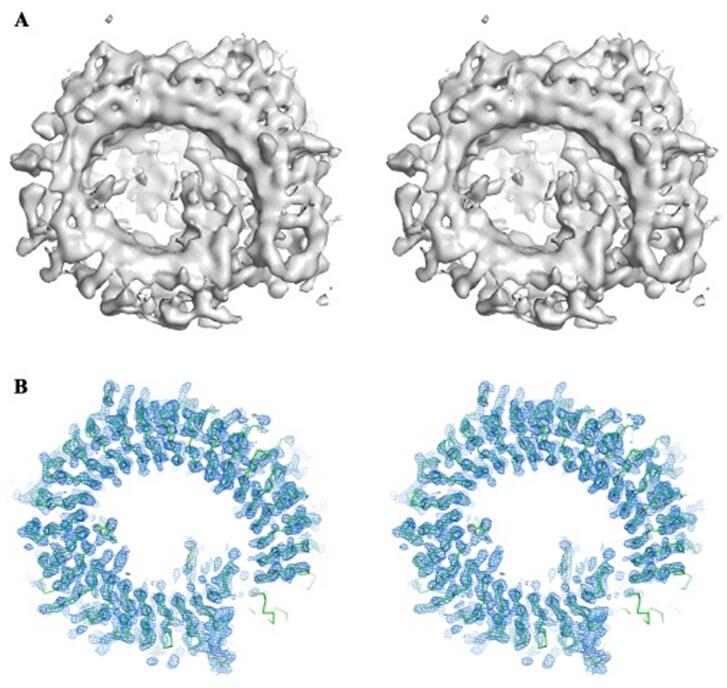 Cryo-EM 3D reconstruction helps with phasing in X-ray crystallography. A: is the single particle cryo-EM 3D reconstruction of the TLR13-ssRNA at 4.8 Å resolution. Part (B) is the electron density map (blue mesh) of the TLR13-ssRNA after phase extension from the initial cryo-EM map to X-ray crystallographic data at 2.3 Angstrom resolution. The main chain of the atomic model of TLR13 protein in the density is shown in green sticks. A few glycosylated sites with the sugar molecules are shown in stick model. Both (A) and (B) are shown in stereo pairs.