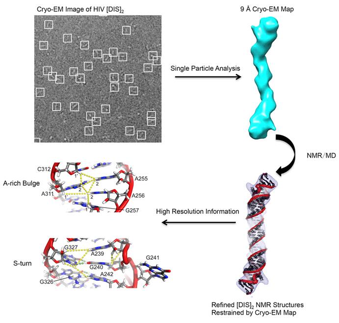 Atomic model of HIV-1 RNA duplex was obtained by integrating NMR, cryo-EM, and Molecular Dynamics.