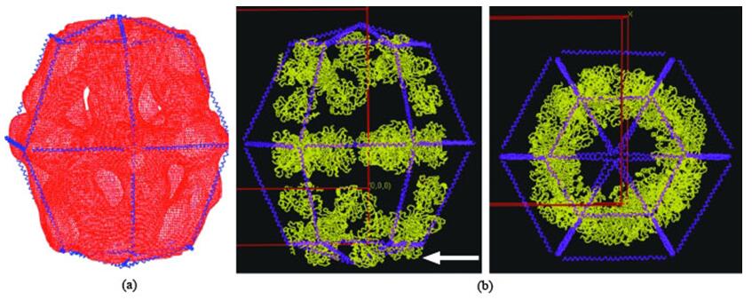 Structure of yeast fatty-acid synthase (FAS). (a) The EM map model. The blue skeleton outlines the EM image. (b) Comparison of the MR solutions from the EM map model (blue skeleton) and from the atomic model (yellow). The arrow points to the positional errors in the solution with the EM model.