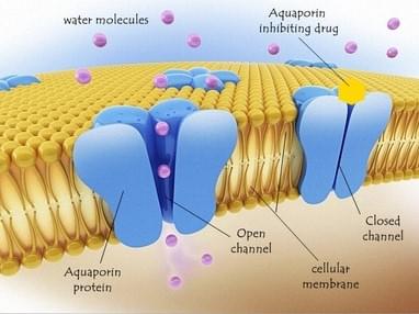 Major Intrinsic Proteins,cellular structure of AQPs