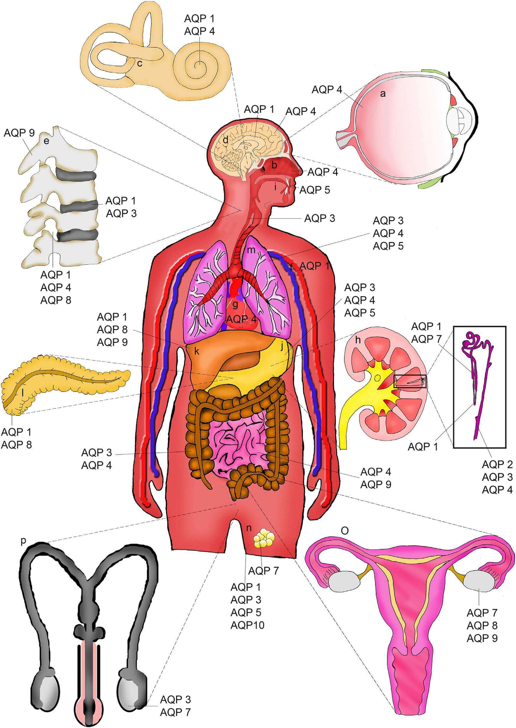 Major Intrinsic Proteins,cellular structure of AQPs