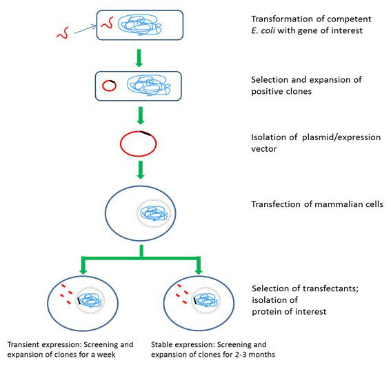 Mammalian cell  expression systems – HEK293 and CHO