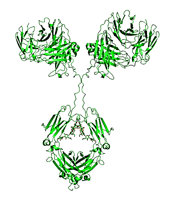 Mapping Structure of Biological Drugs by NMR